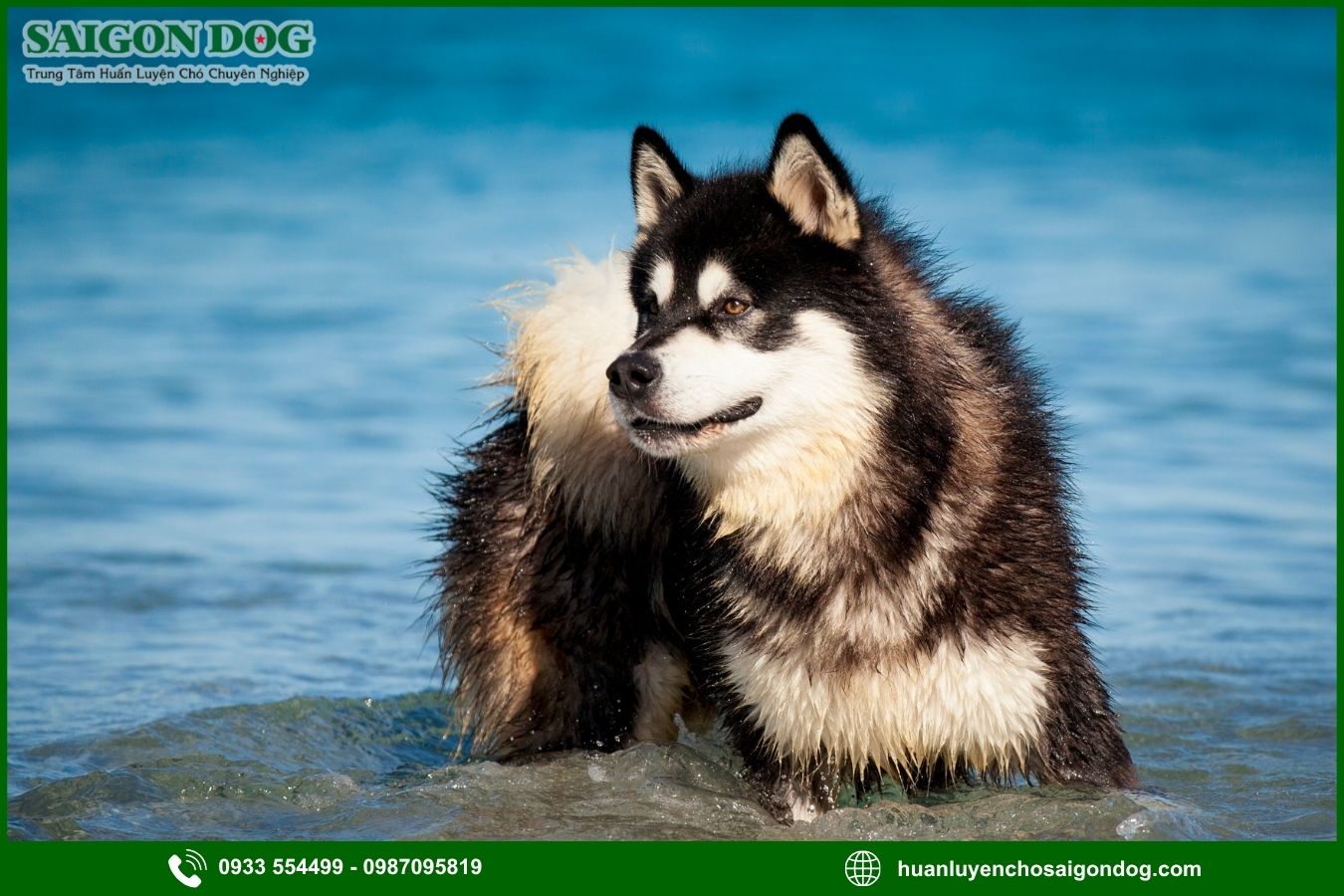 Các bài huấn luyện chó Alaska nâng cao
