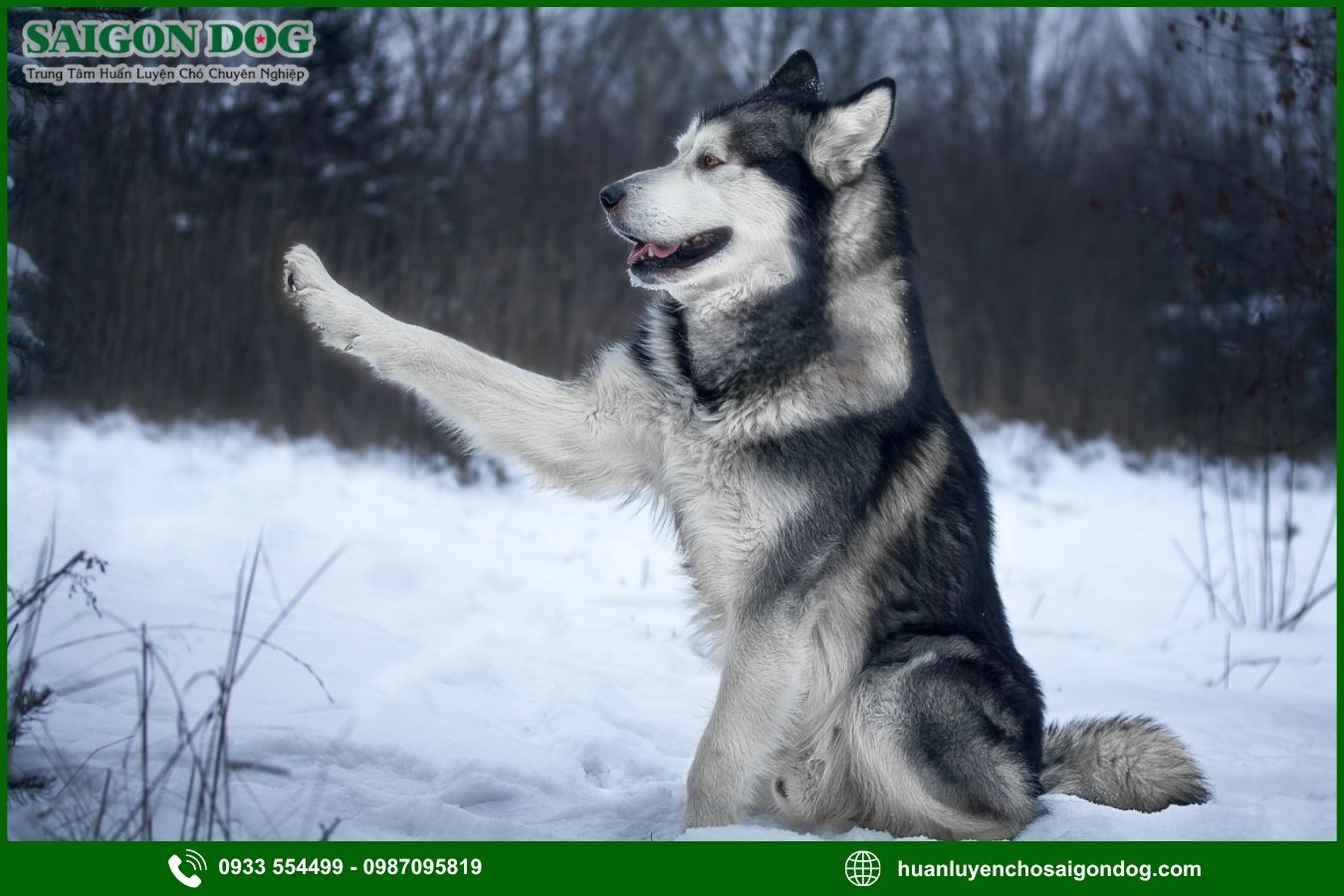 Các bài huấn luyện chó Alaska nâng cao