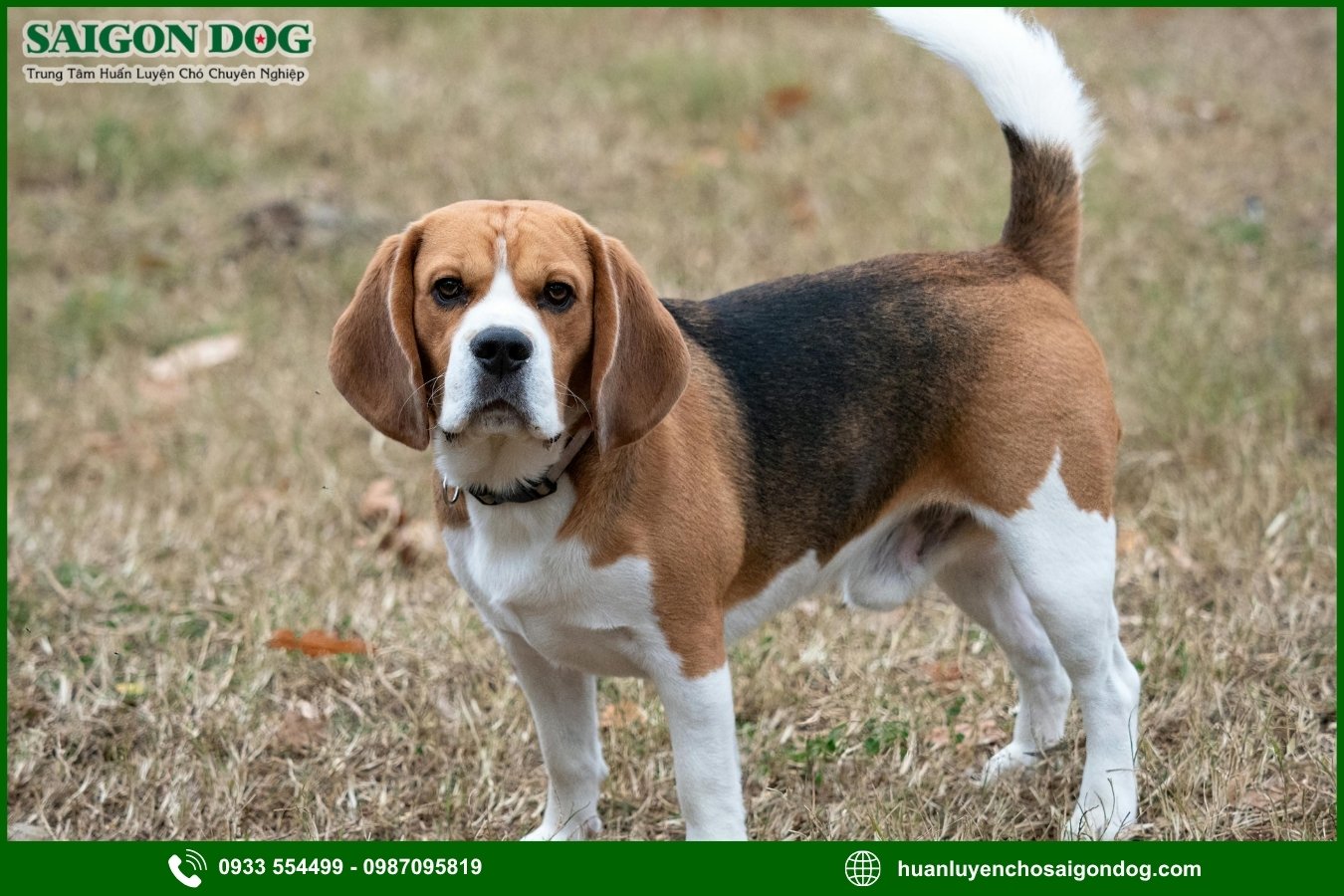 Các bài huấn luyện chó Beagle cơ bản tại nhà