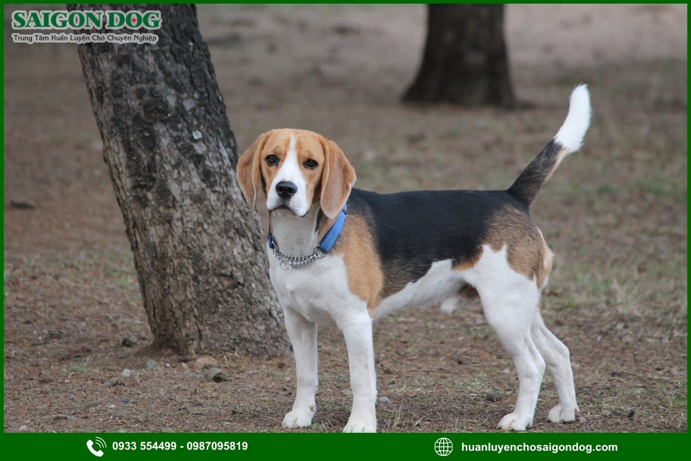 Các bài huấn luyện chó Beagle cơ bản tại nhà