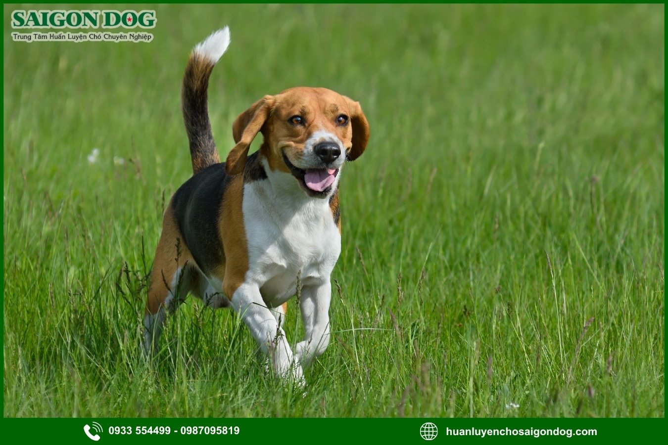 Các bài huấn luyện chó Beagle cơ bản tại nhà