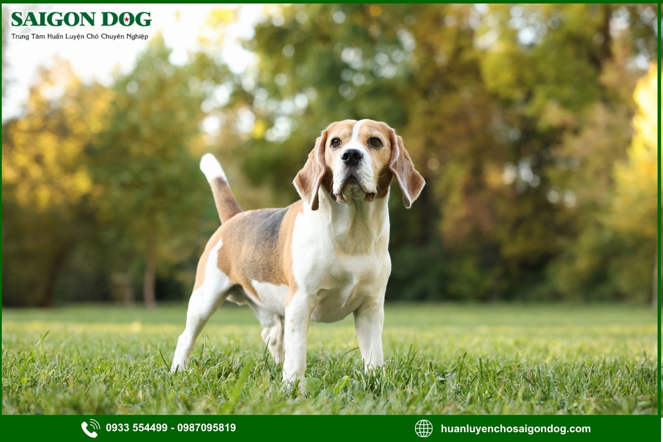 Các bài huấn luyện chó Beagle cơ bản tại nhà