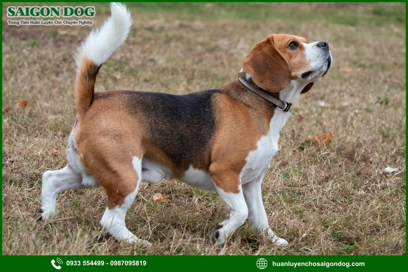 Các bài huấn luyện chó Beagle cơ bản tại nhà