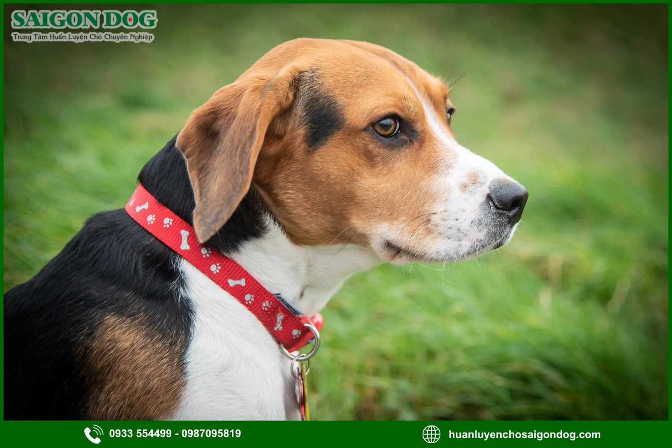 Các bài huấn luyện chó Beagle nâng cao
