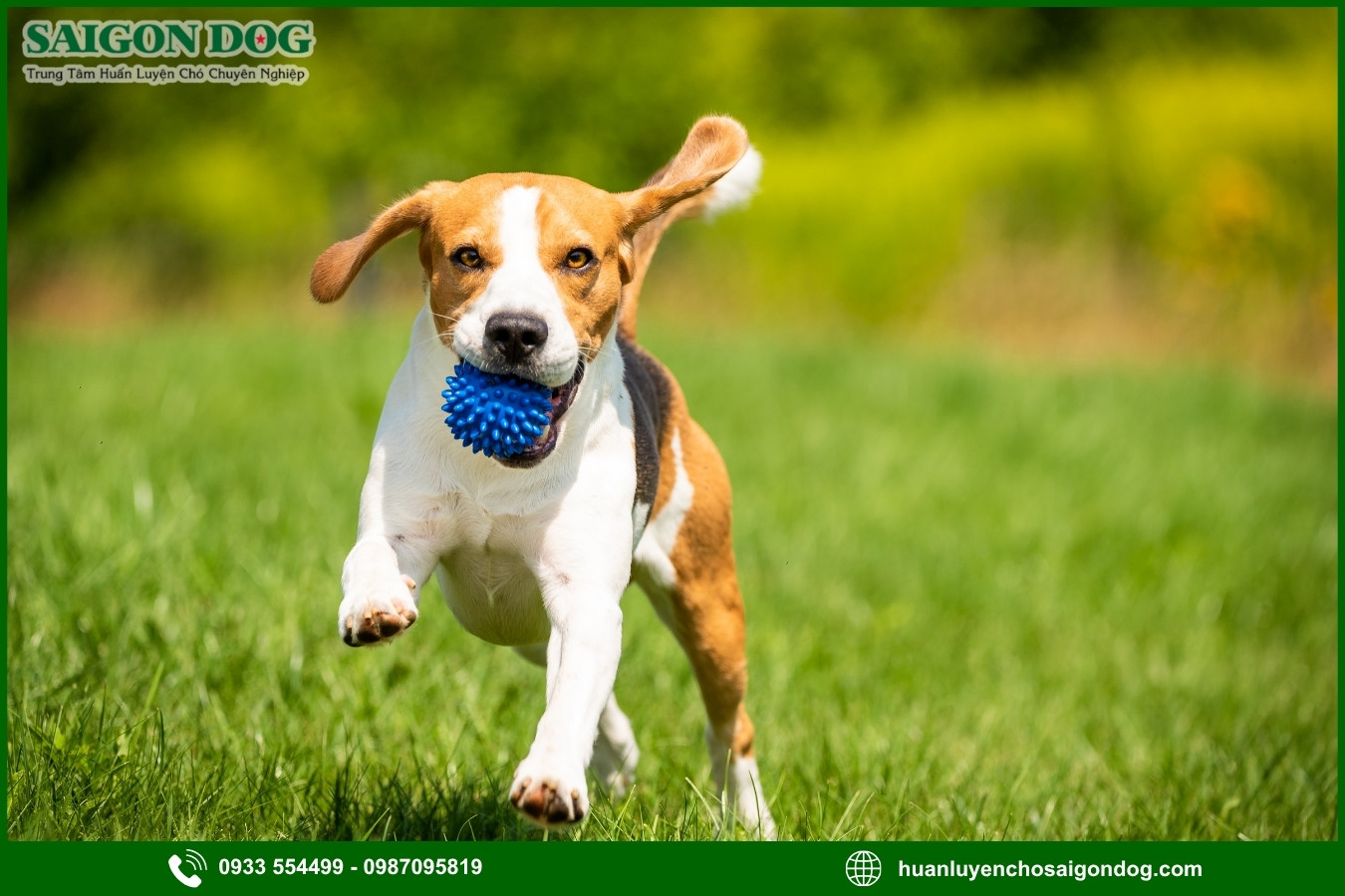 Các bài huấn luyện chó Beagle nâng cao