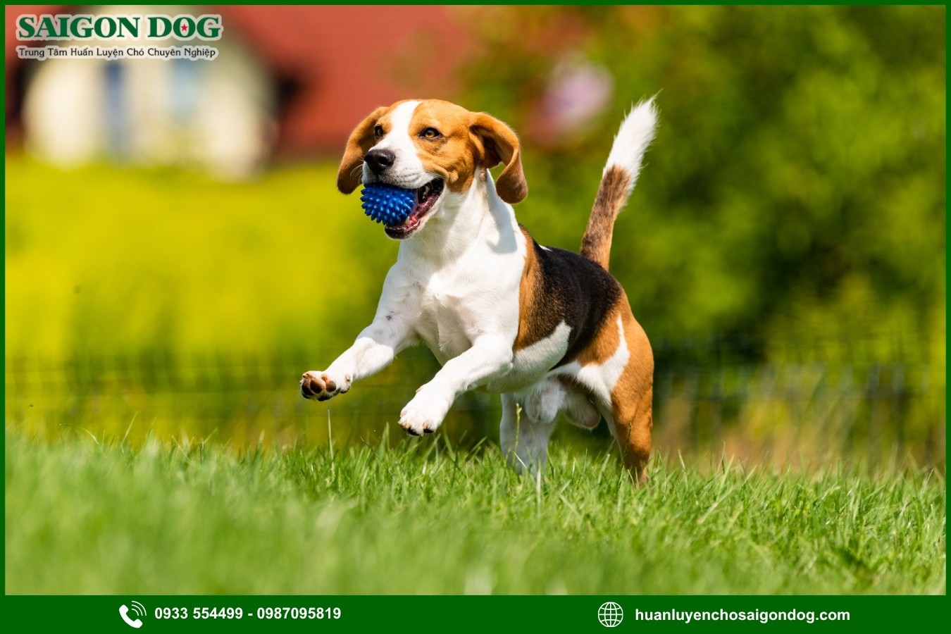 Các bài huấn luyện chó Beagle nâng cao