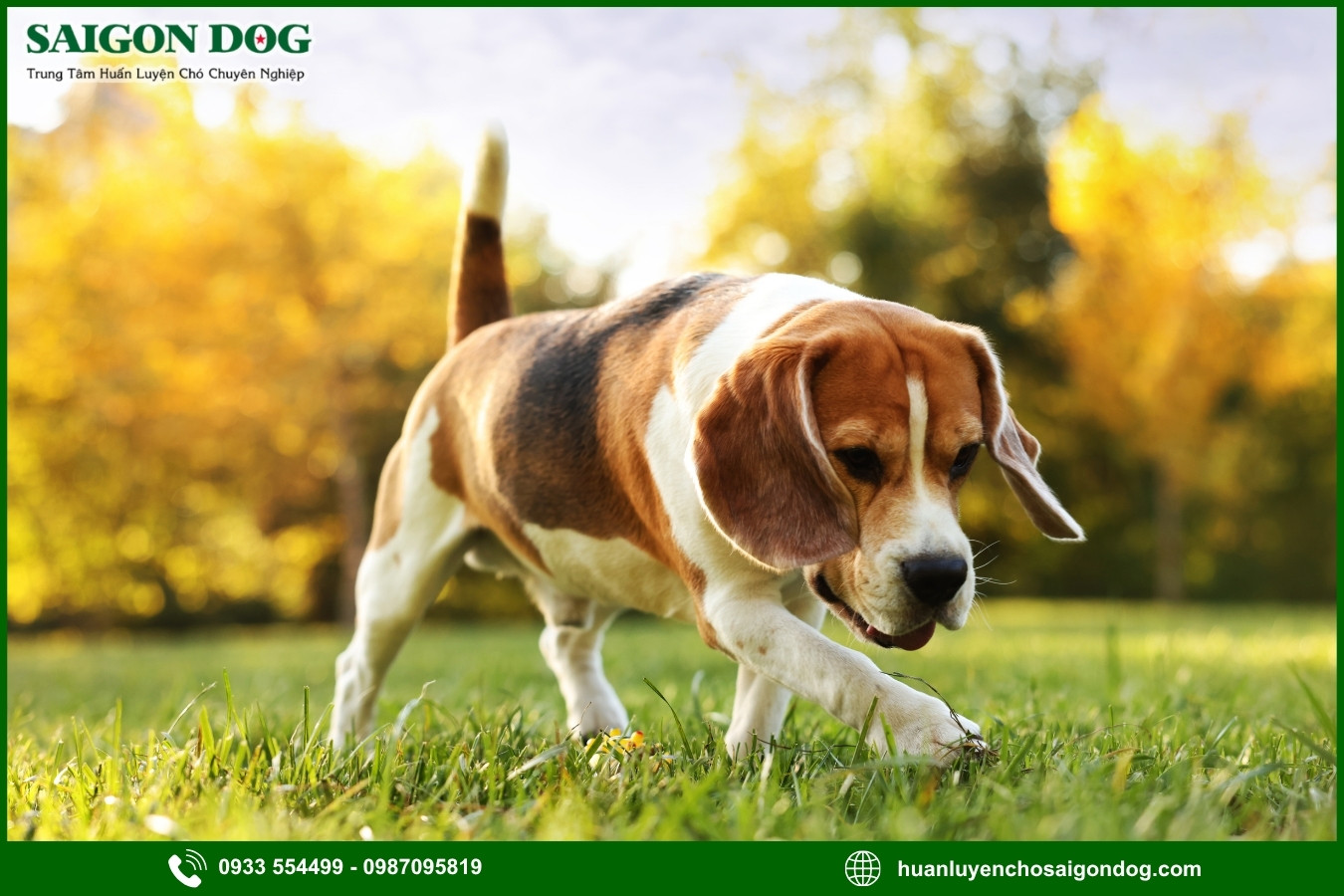 Các bài huấn luyện chó Beagle nâng cao