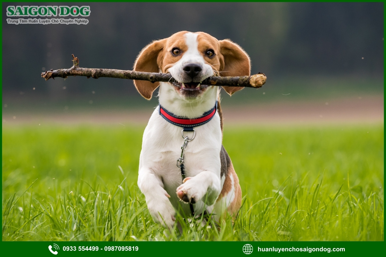 Các bài huấn luyện chó Beagle nâng cao