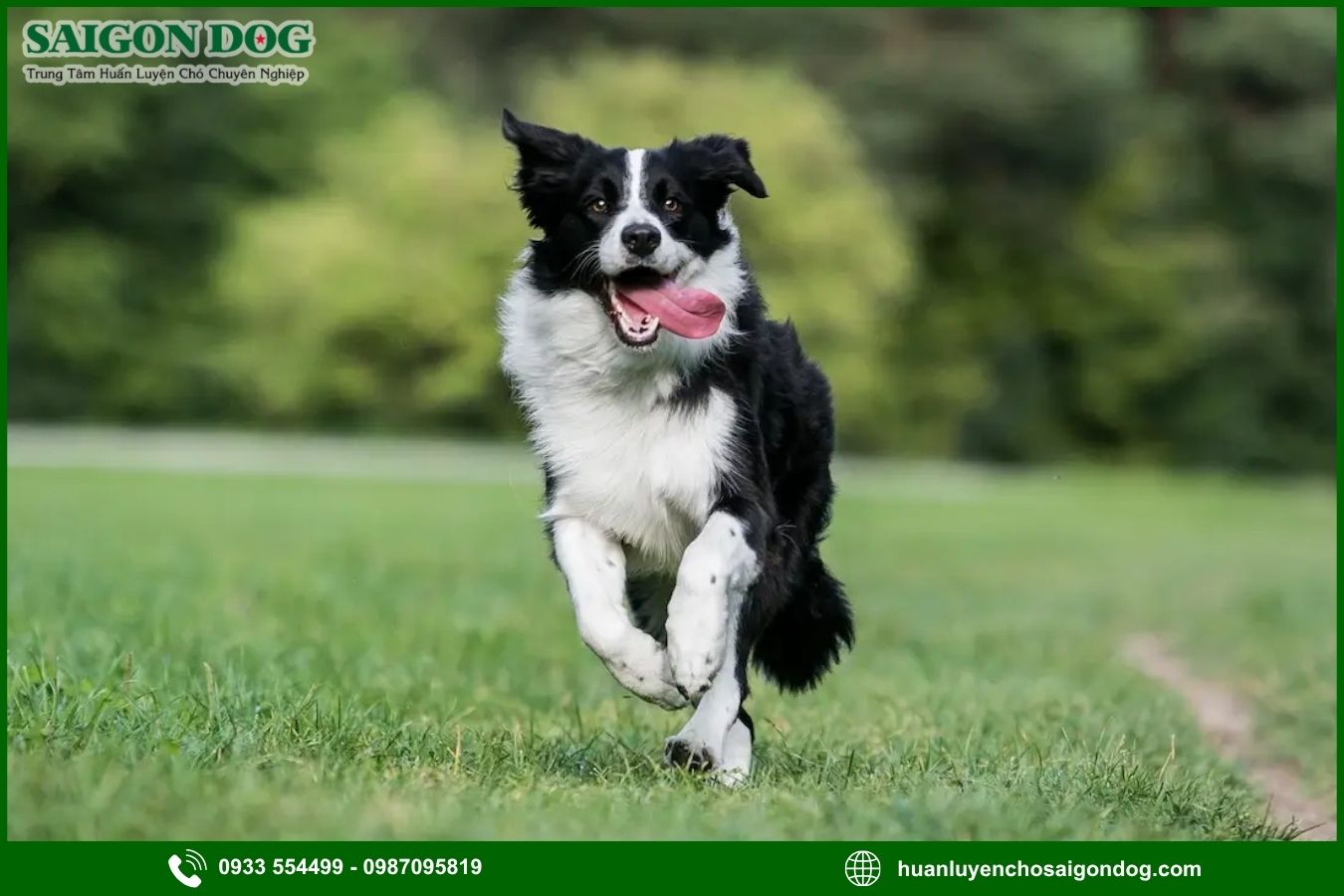 Các bài huấn luyện chó Border Collie cơ bản tại nhà