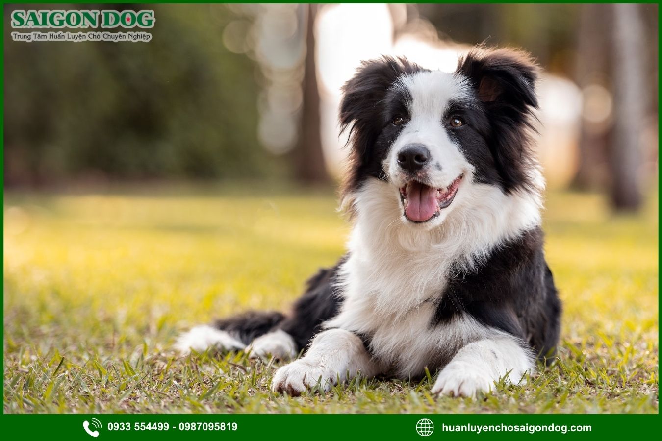 Các bài huấn luyện chó Border Collie cơ bản tại nhà