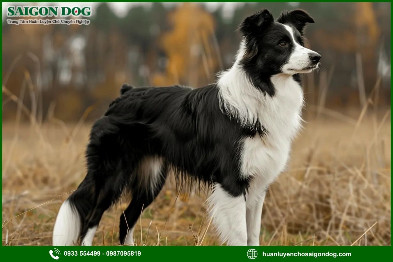 Các bài huấn luyện chó Border Collie cơ bản tại nhà