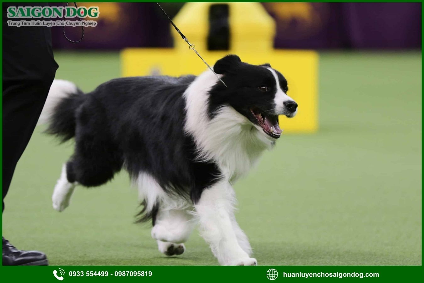 Các bài huấn luyện chó Border Collie cơ bản tại nhà