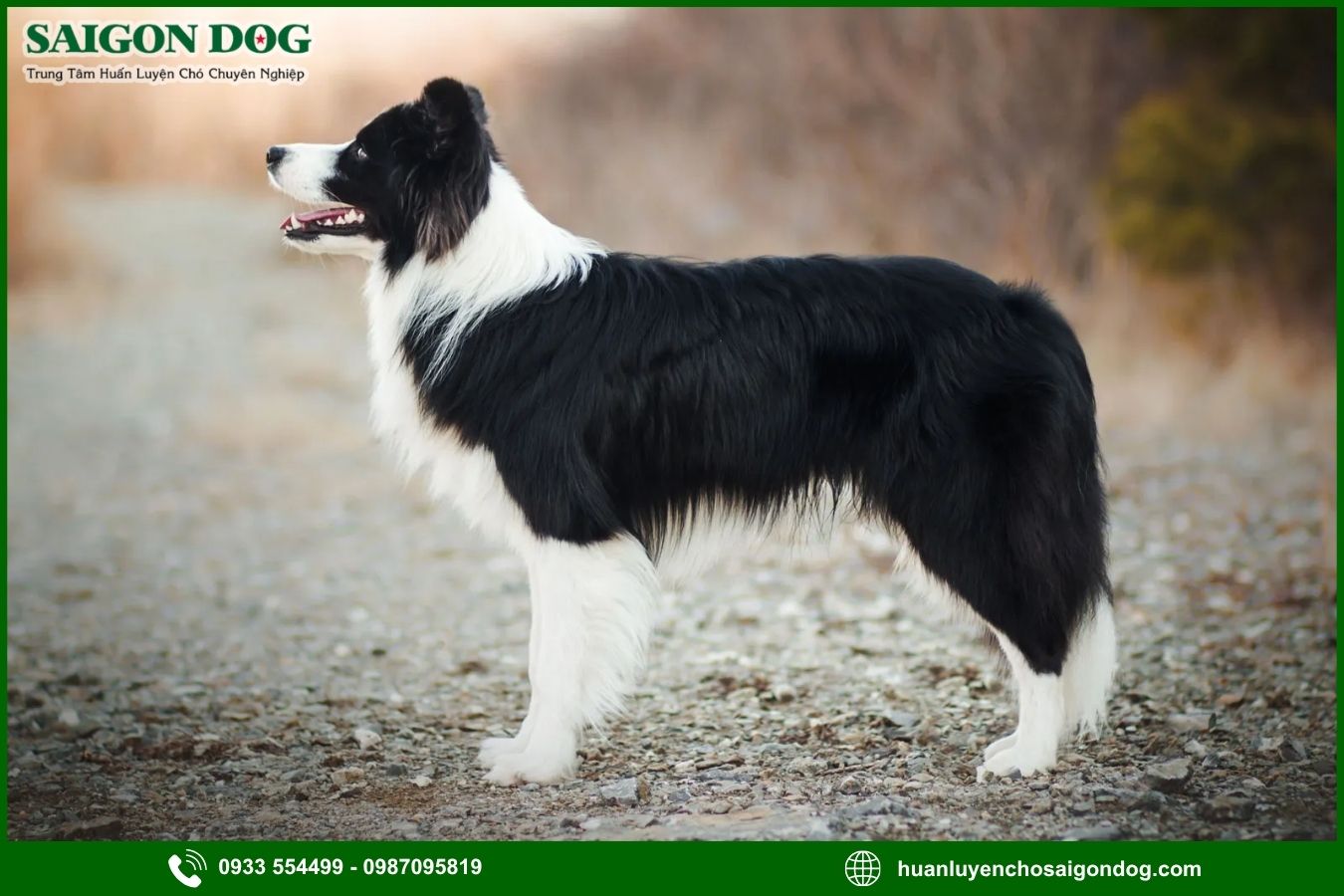 Các bài huấn luyện chó Border Collie cơ bản tại nhà