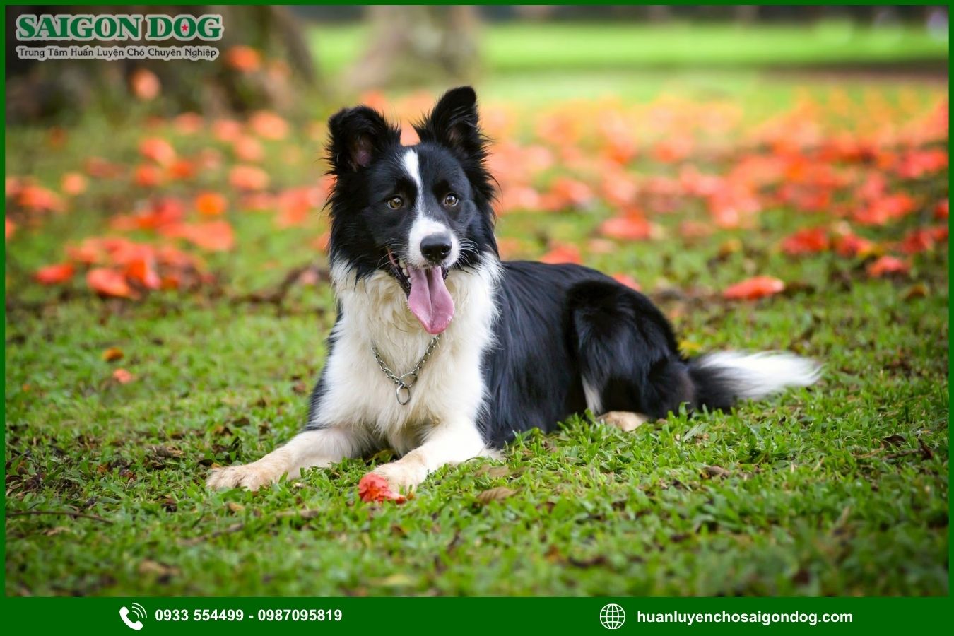 Các bài huấn luyện chó Border Collie nâng cao