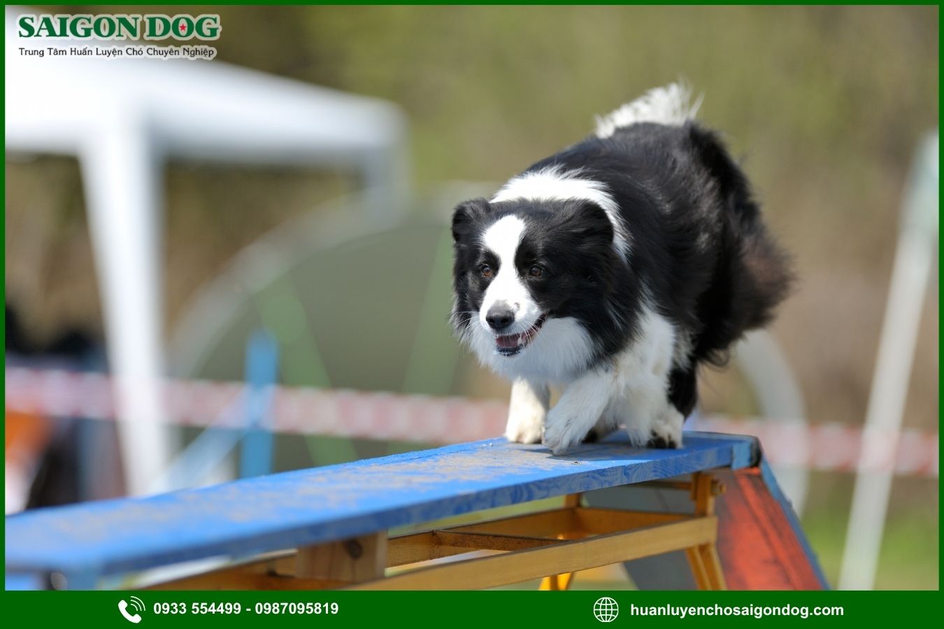 Các bài huấn luyện chó Border Collie nâng cao