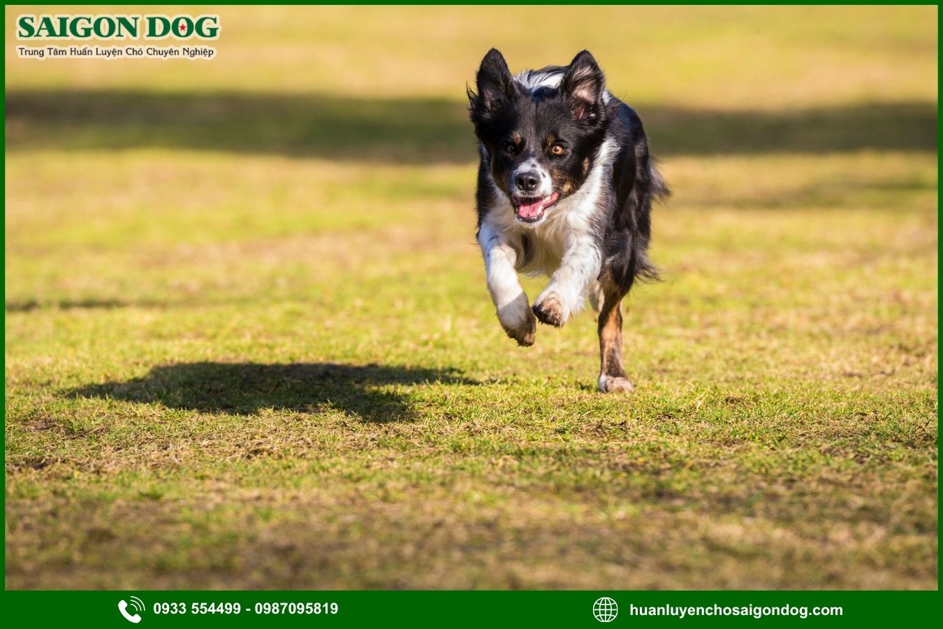Các bài huấn luyện chó Border Collie nâng cao