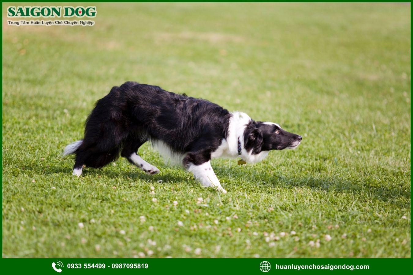Các bài huấn luyện chó Border Collie nâng cao