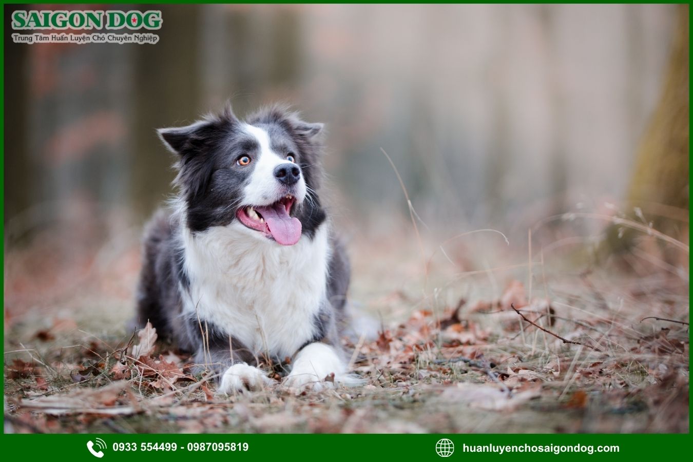 Các bài huấn luyện chó Border Collie nâng cao