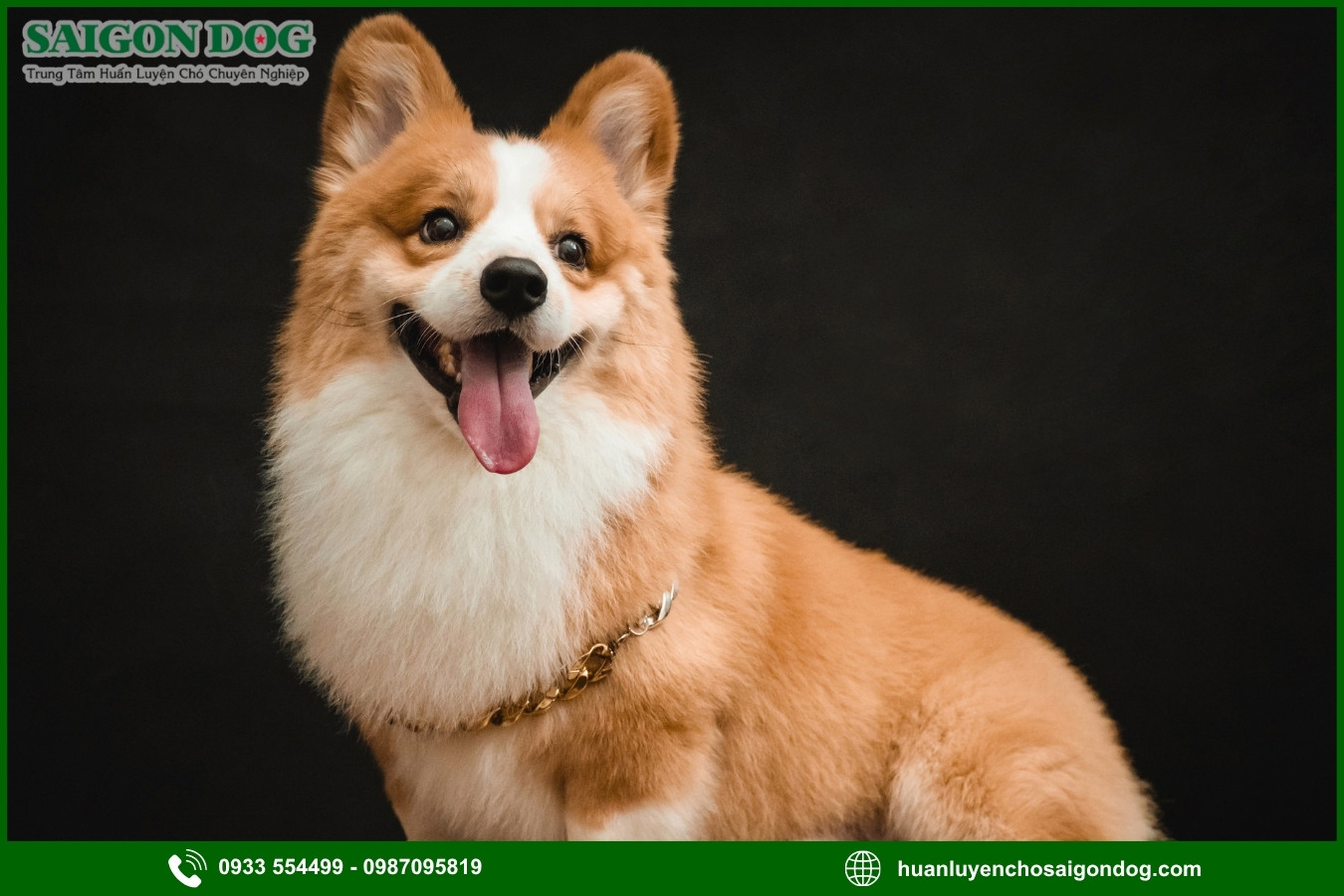 Các bài huấn luyện chó Corgi cơ bản tại nhà