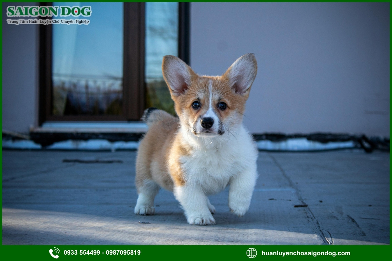 Các bài huấn luyện chó Corgi cơ bản tại nhà