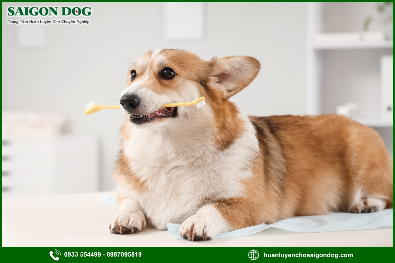 Các bài huấn luyện chó Corgi cơ bản tại nhà