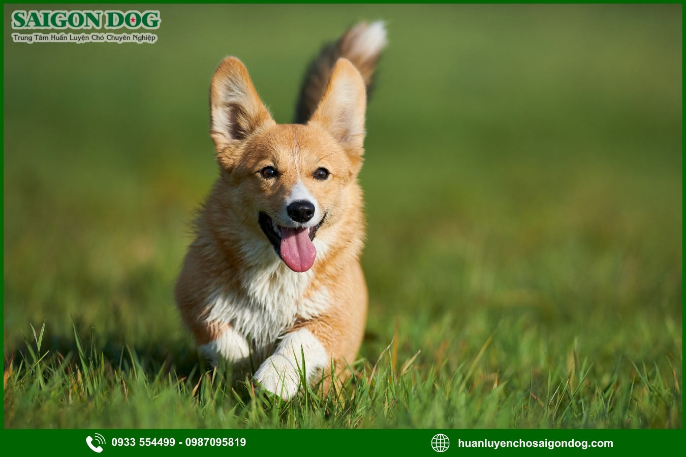 Các bài huấn luyện chó Corgi cơ bản tại nhà