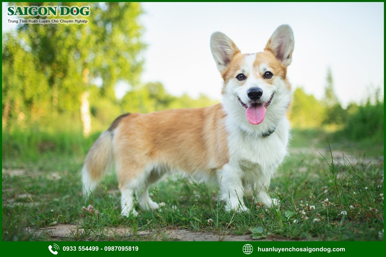 Các bài huấn luyện chó Corgi cơ bản tại nhà