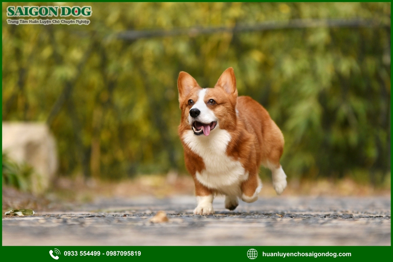 Các bài huấn luyện chó Corgi cơ bản tại nhà