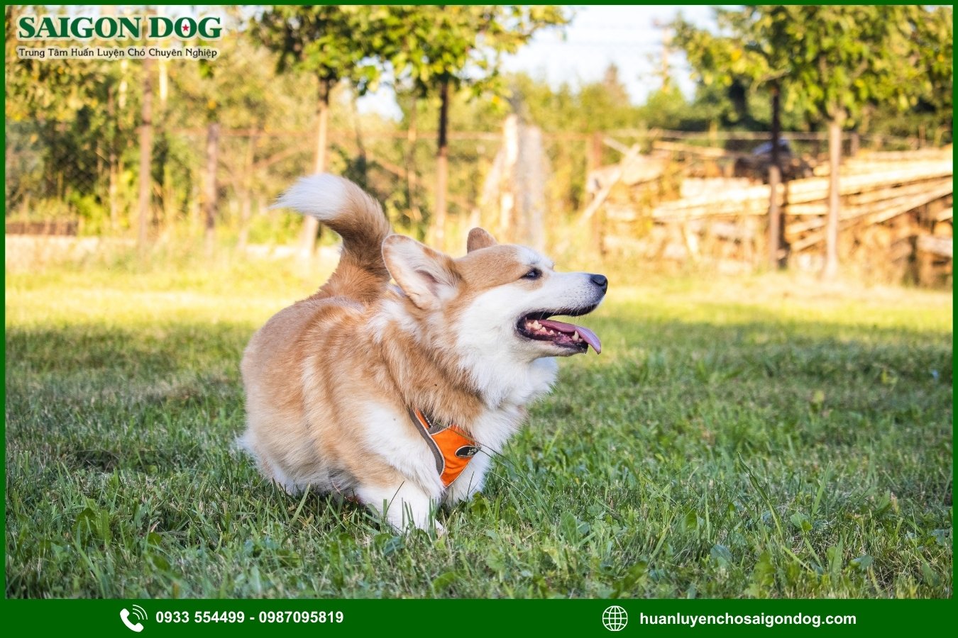 Các bài huấn luyện chó Corgi nâng cao