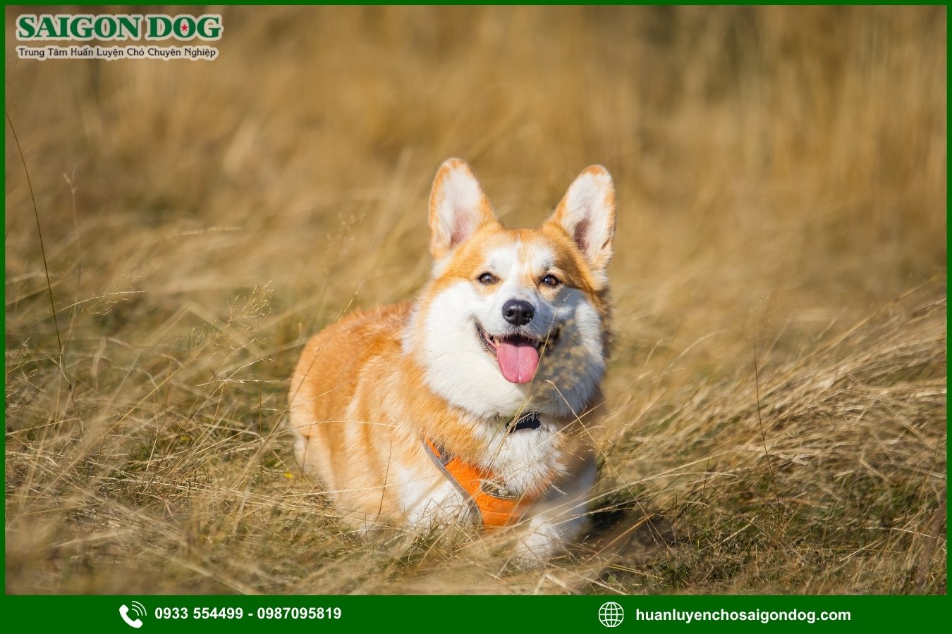 Các bài huấn luyện chó Corgi nâng cao