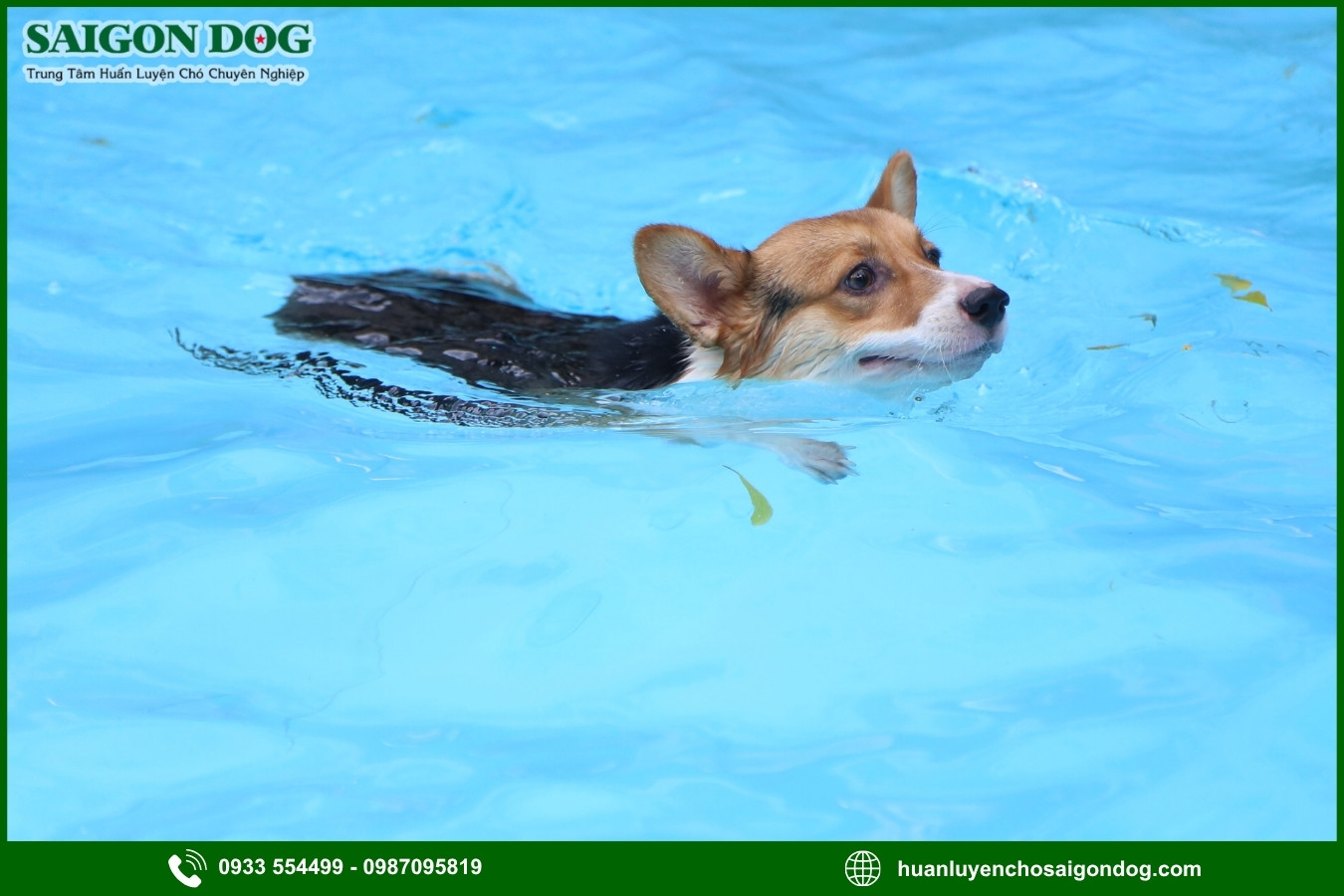 Các bài huấn luyện chó Corgi nâng cao