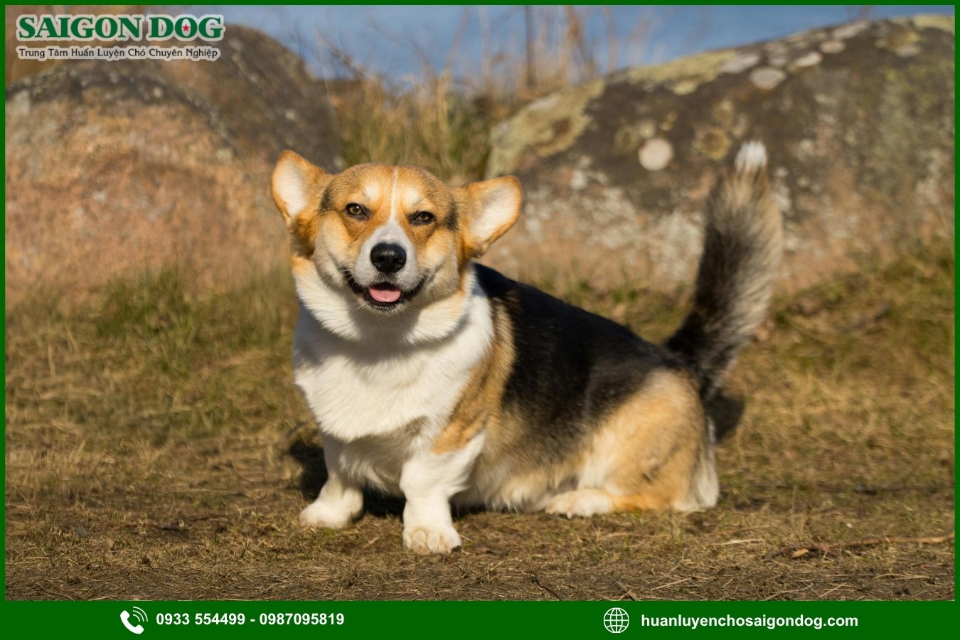 Các bài huấn luyện chó Corgi nâng cao