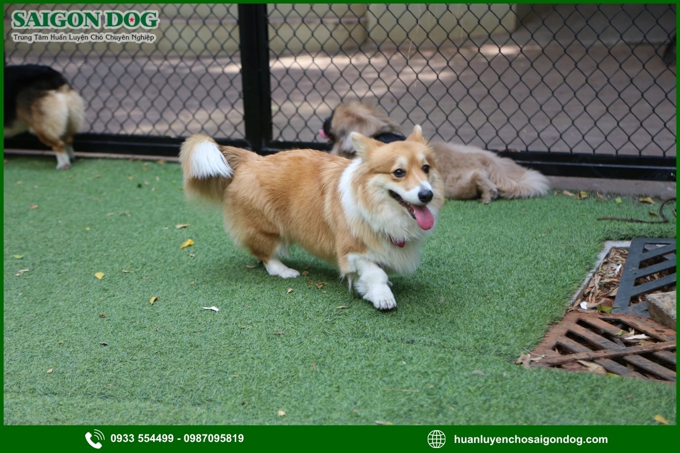 Các bài huấn luyện chó Corgi nâng cao