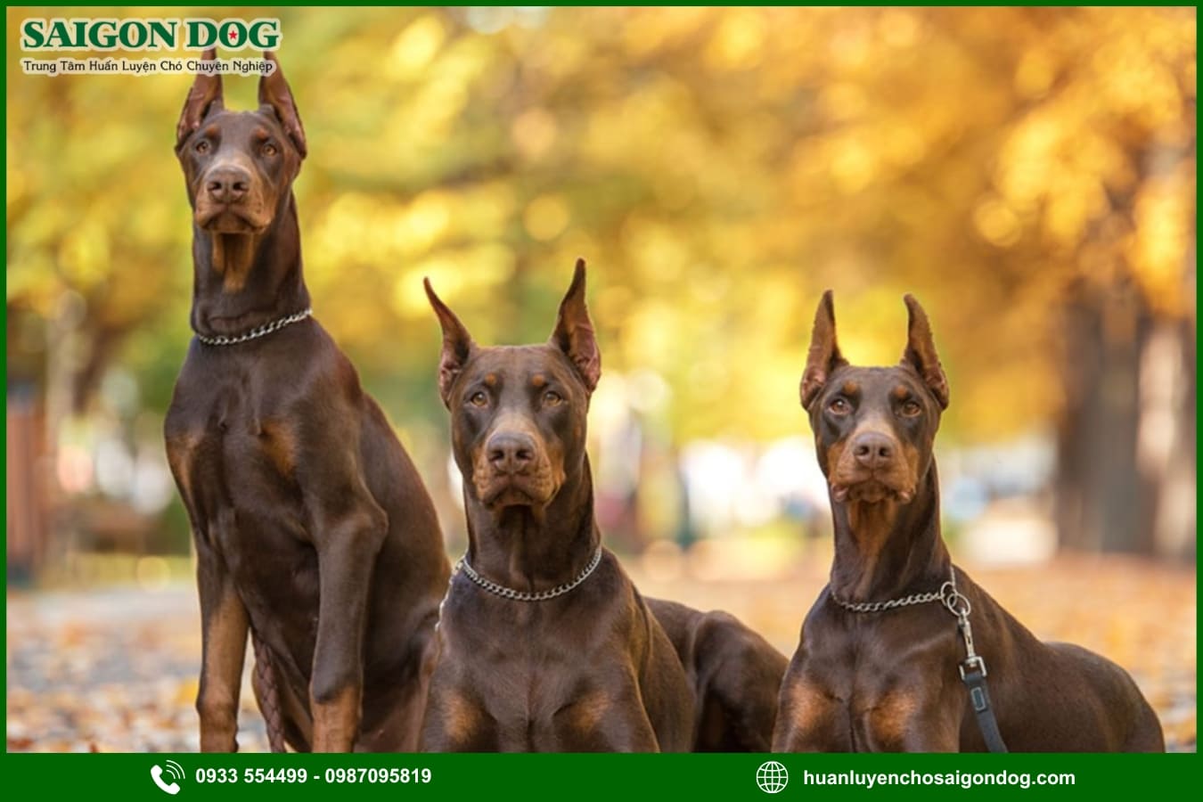 Các bài huấn luyện chó Doberman cơ bản tại nhà