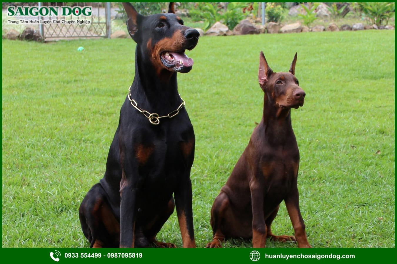 Các bài huấn luyện chó Doberman cơ bản tại nhà