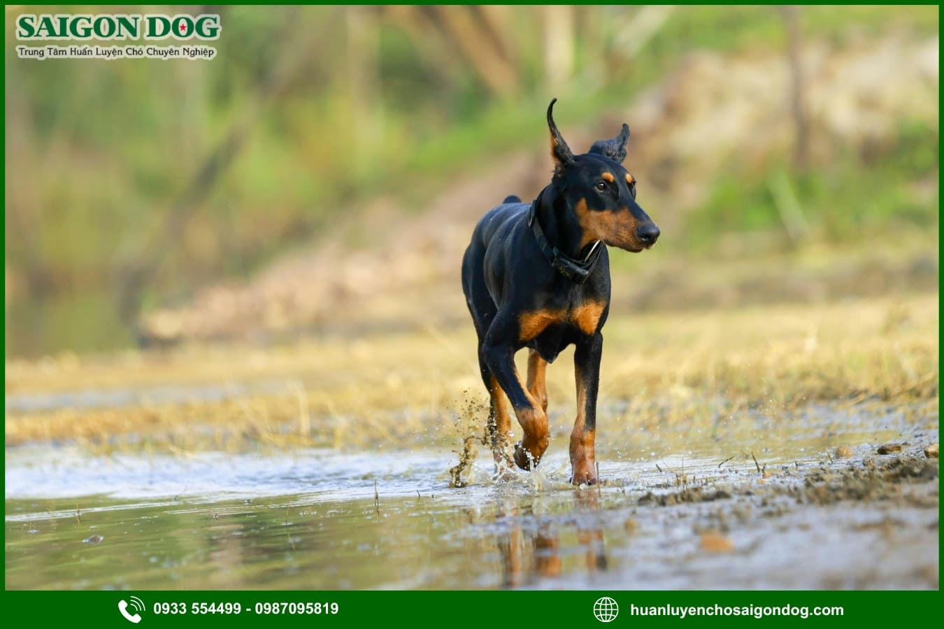 Các bài huấn luyện chó Doberman cơ bản tại nhà