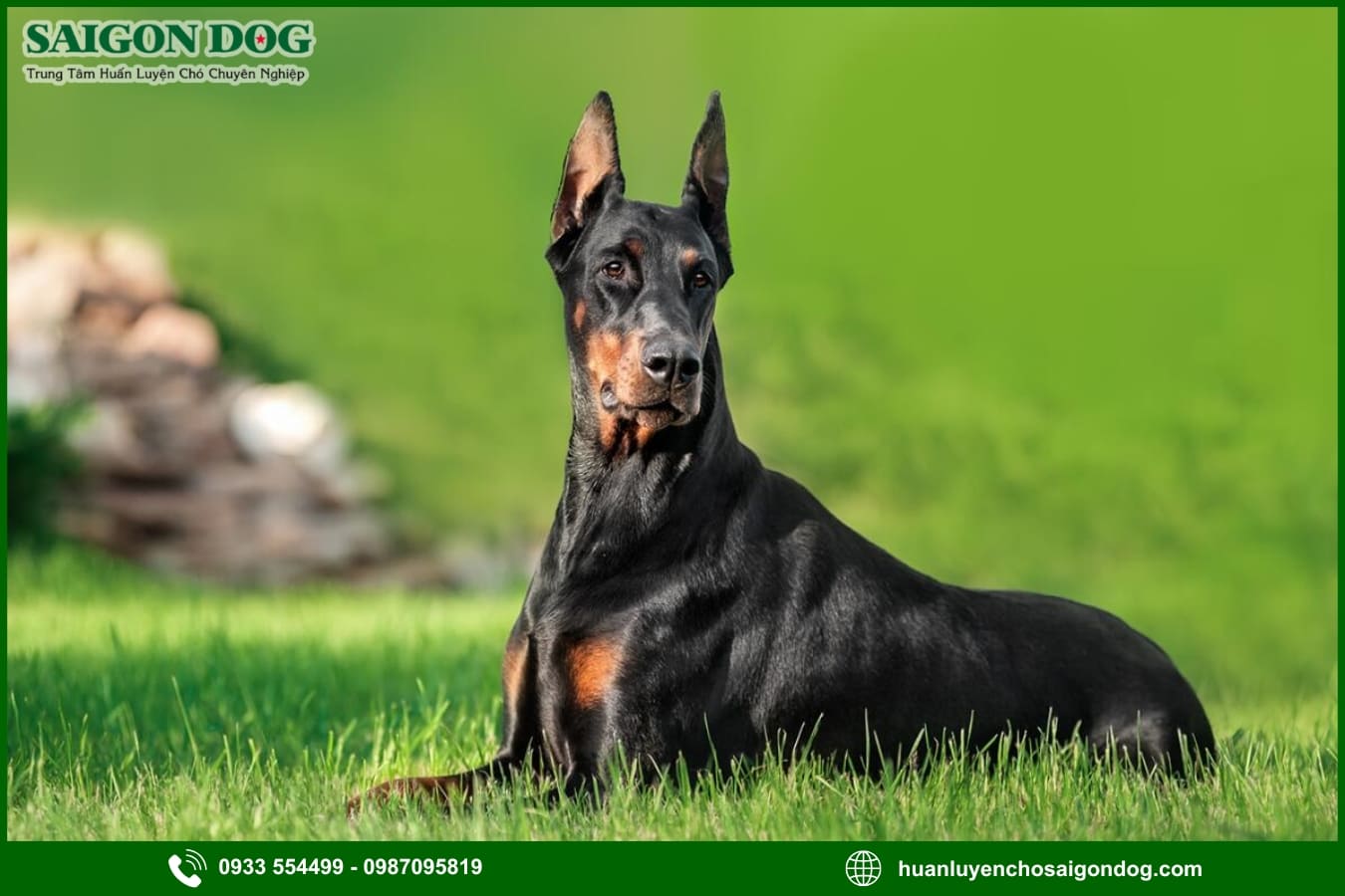 Các bài huấn luyện chó Doberman cơ bản tại nhà