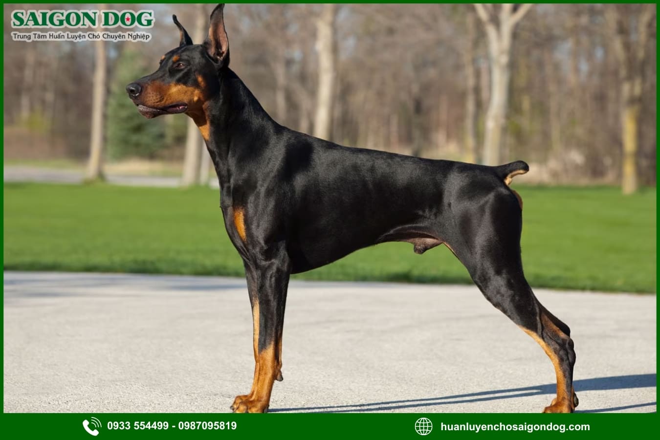 Các bài huấn luyện chó Doberman cơ bản tại nhà