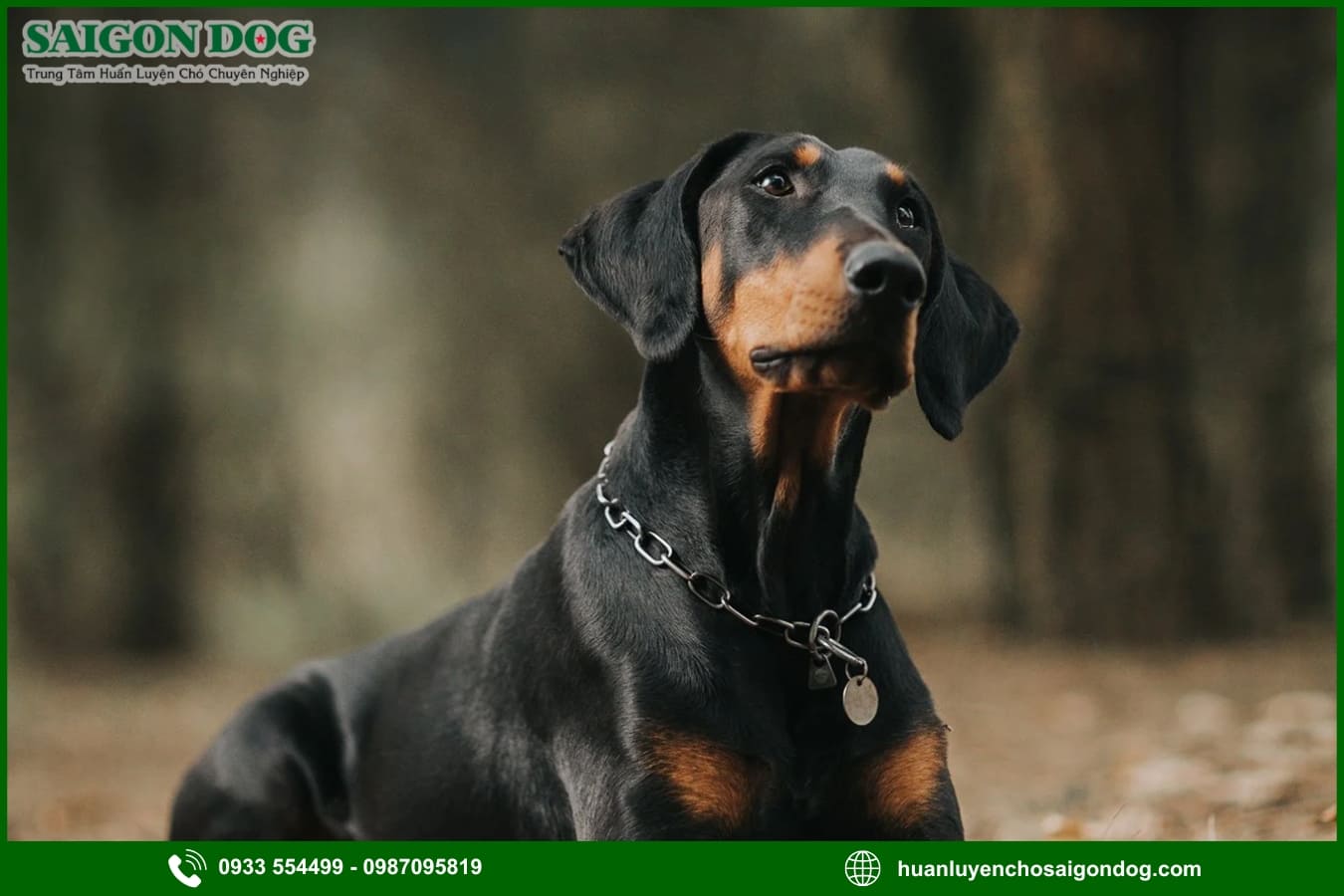 Các bài huấn luyện chó Doberman cơ bản tại nhà