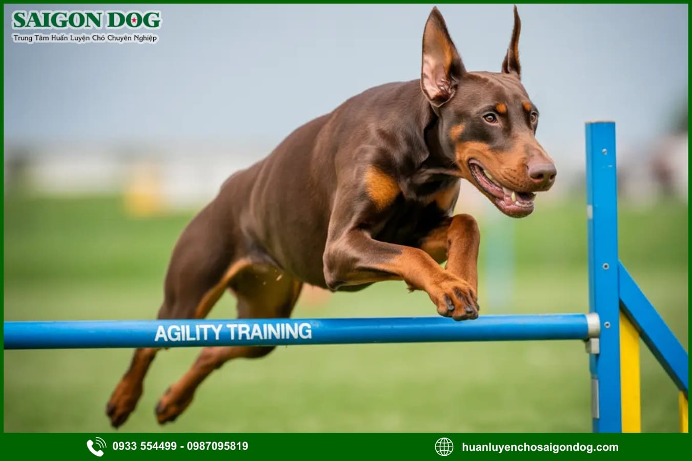 Các bài huấn luyện chó Doberman nâng cao