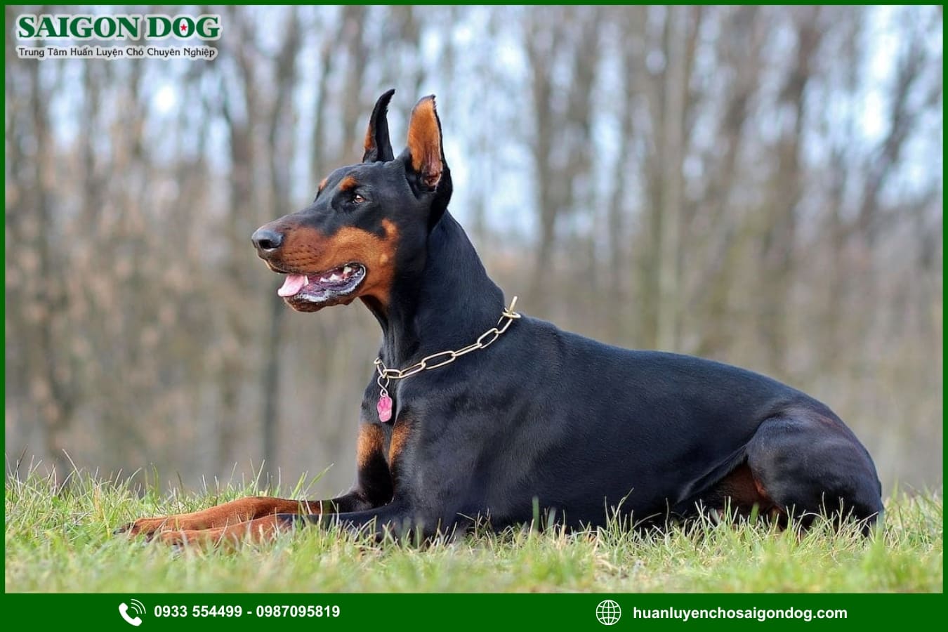 Các bài huấn luyện chó Doberman nâng cao