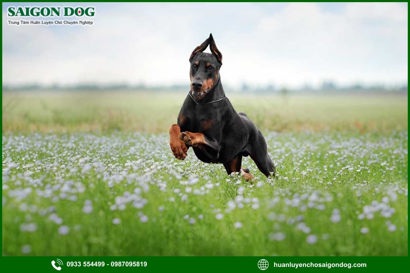 Các bài huấn luyện chó Doberman nâng cao
