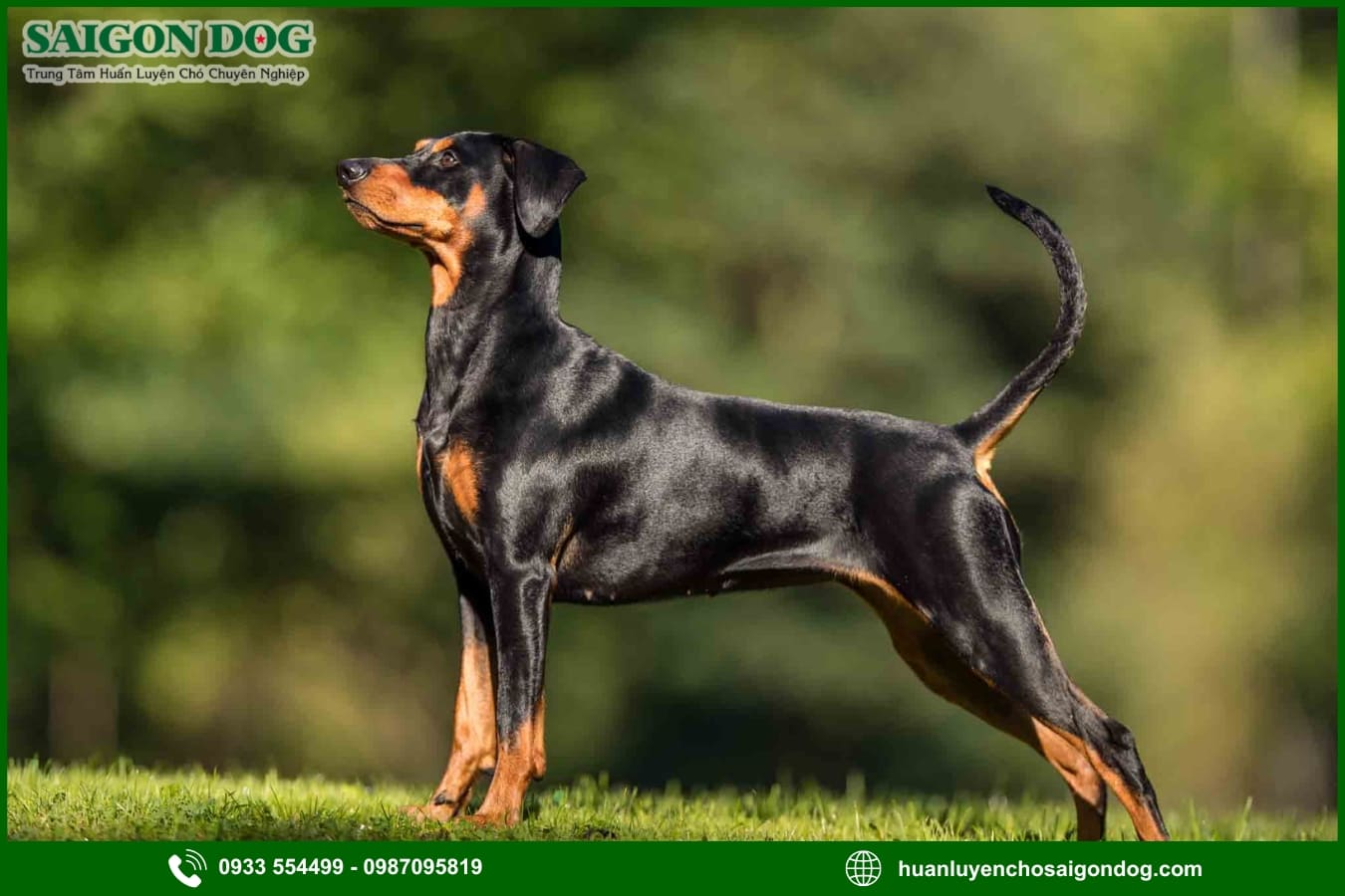 Các bài huấn luyện chó Doberman nâng cao