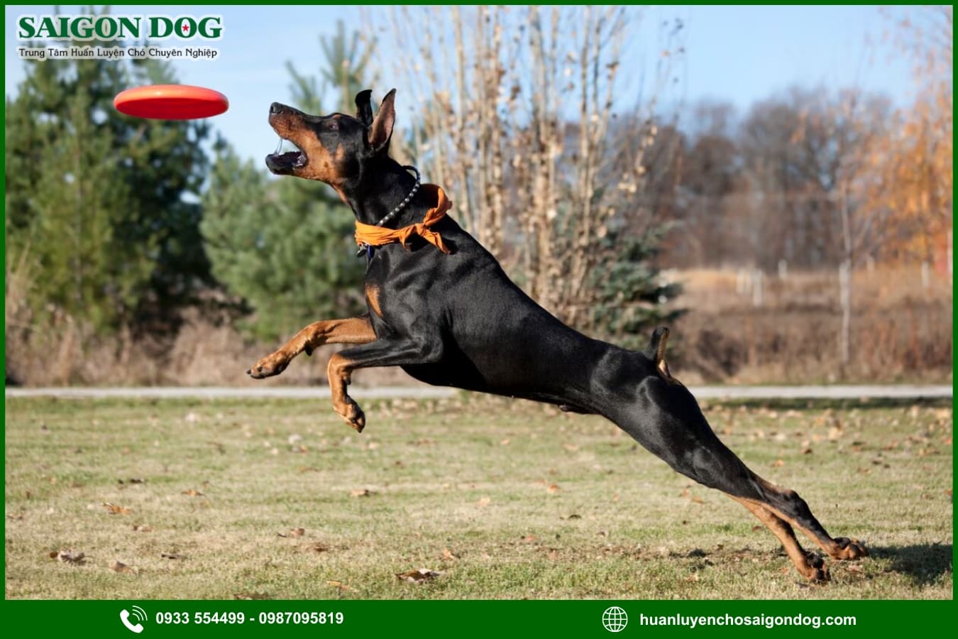 Các bài huấn luyện chó Doberman nâng cao