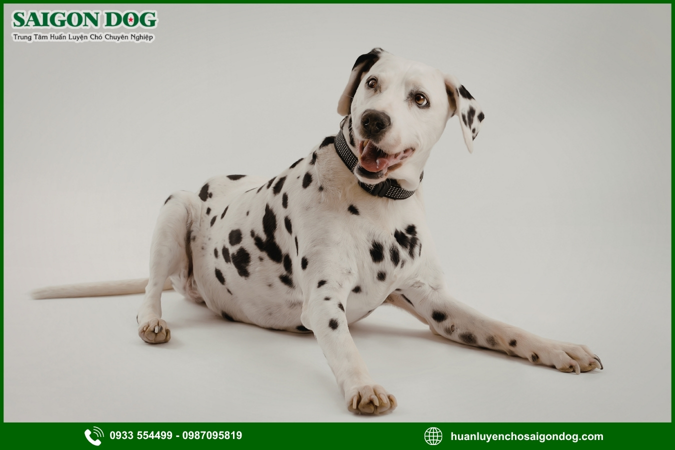 Các bài huấn luyện chó đốm Dalmatian cơ bản tại nhà