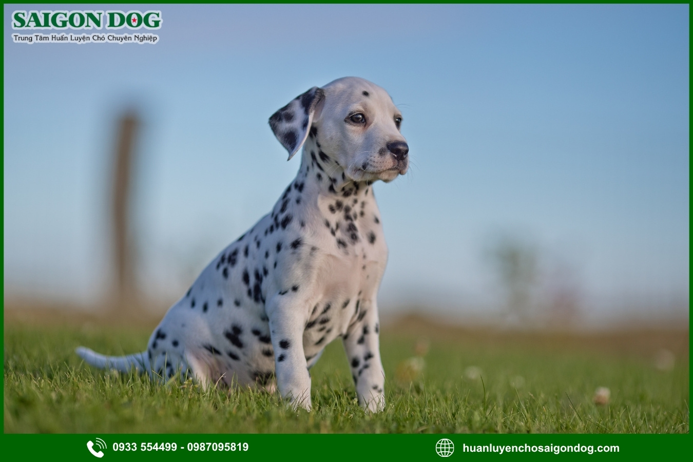 Các bài huấn luyện chó đốm Dalmatian cơ bản tại nhà