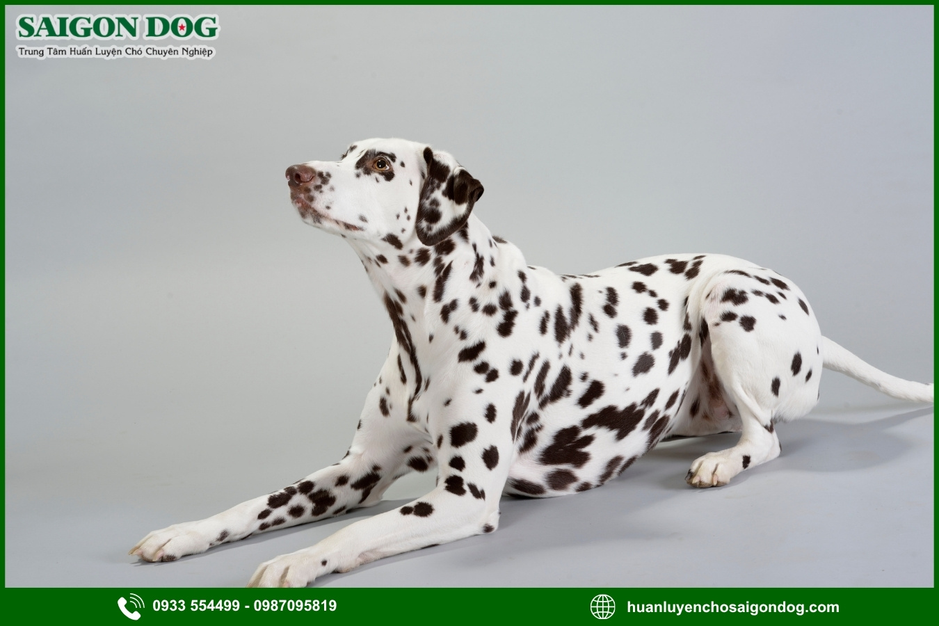 Các bài huấn luyện chó đốm Dalmatian cơ bản tại nhà