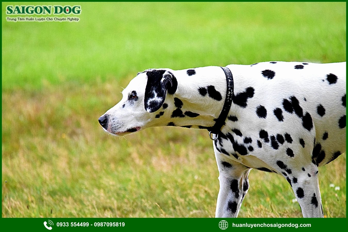 Các bài huấn luyện chó đốm Dalmatian cơ bản tại nhà