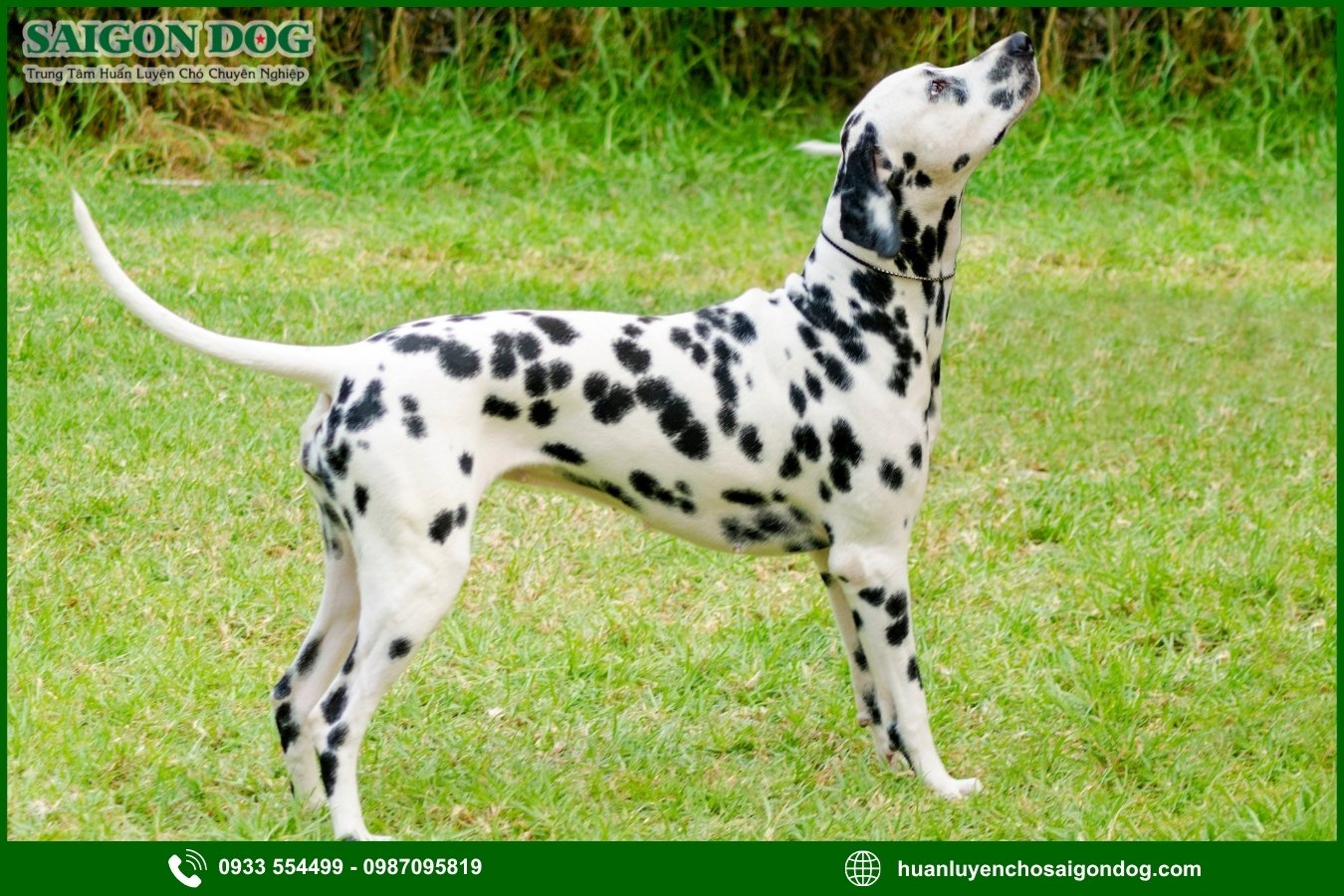 Các bài huấn luyện chó đốm Dalmatian cơ bản tại nhà