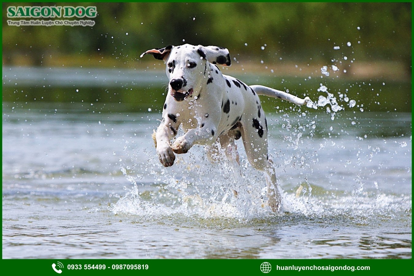 Các bài huấn luyện chó đốm Dalmatian nâng cao